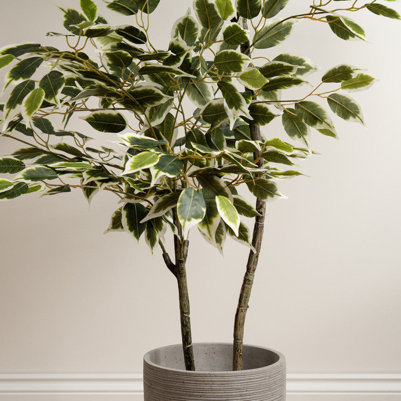 145cm Artificial Variegated Ficus Tree in White Pot